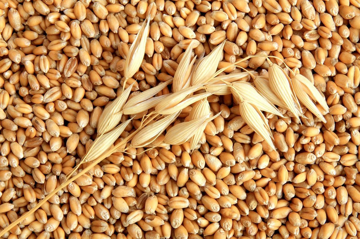 Брага на пшенице